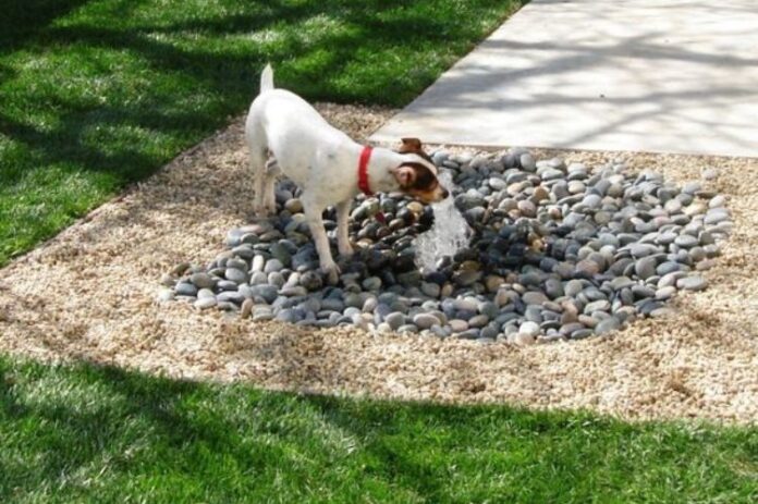 Dog Friendly Backyard Ideas: 32 Ideas Your Pooch Will Love